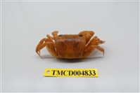 藏品(中華沙蟹)的圖片